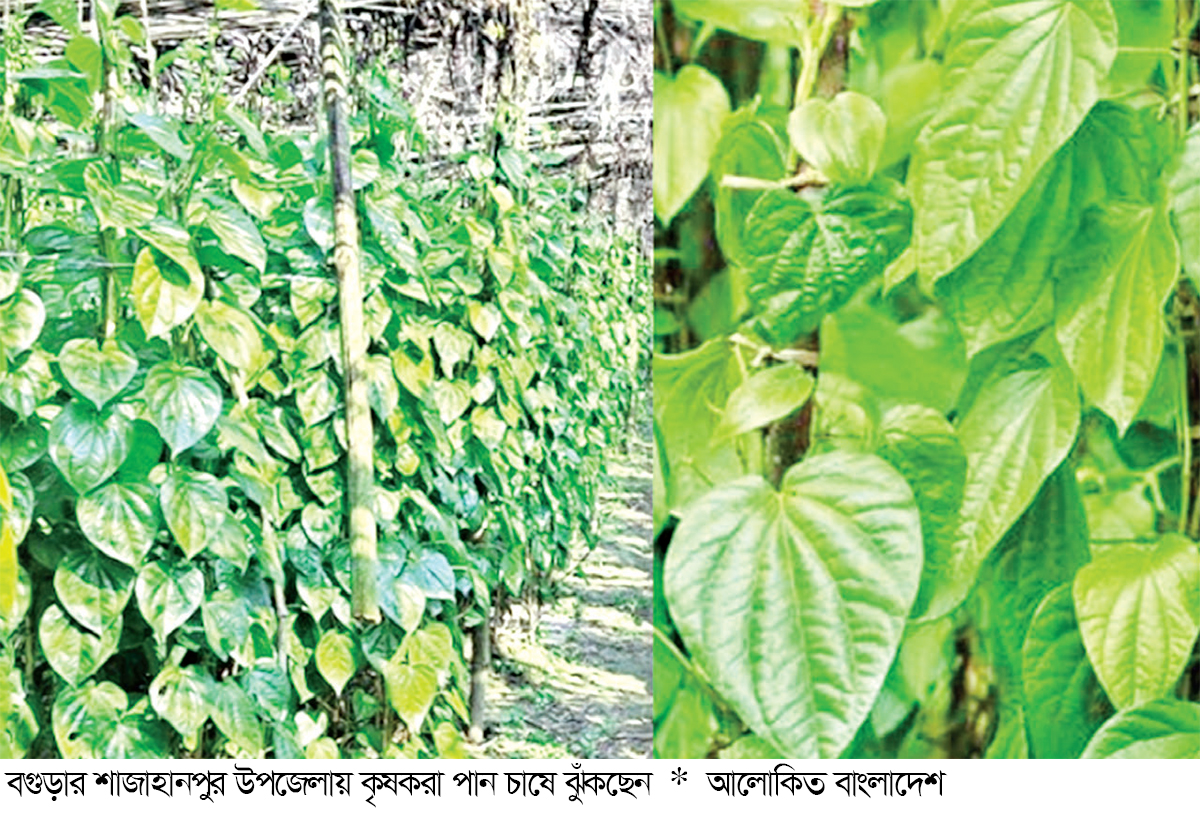 পান চাষে লাভবান কৃষক