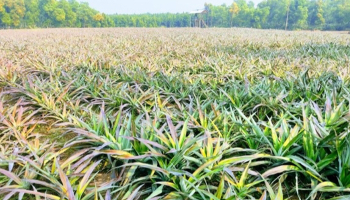ঝিনাইগাতীর গারো পাহাড়ে আনারস চাষে নতুন সম্ভাবনা 