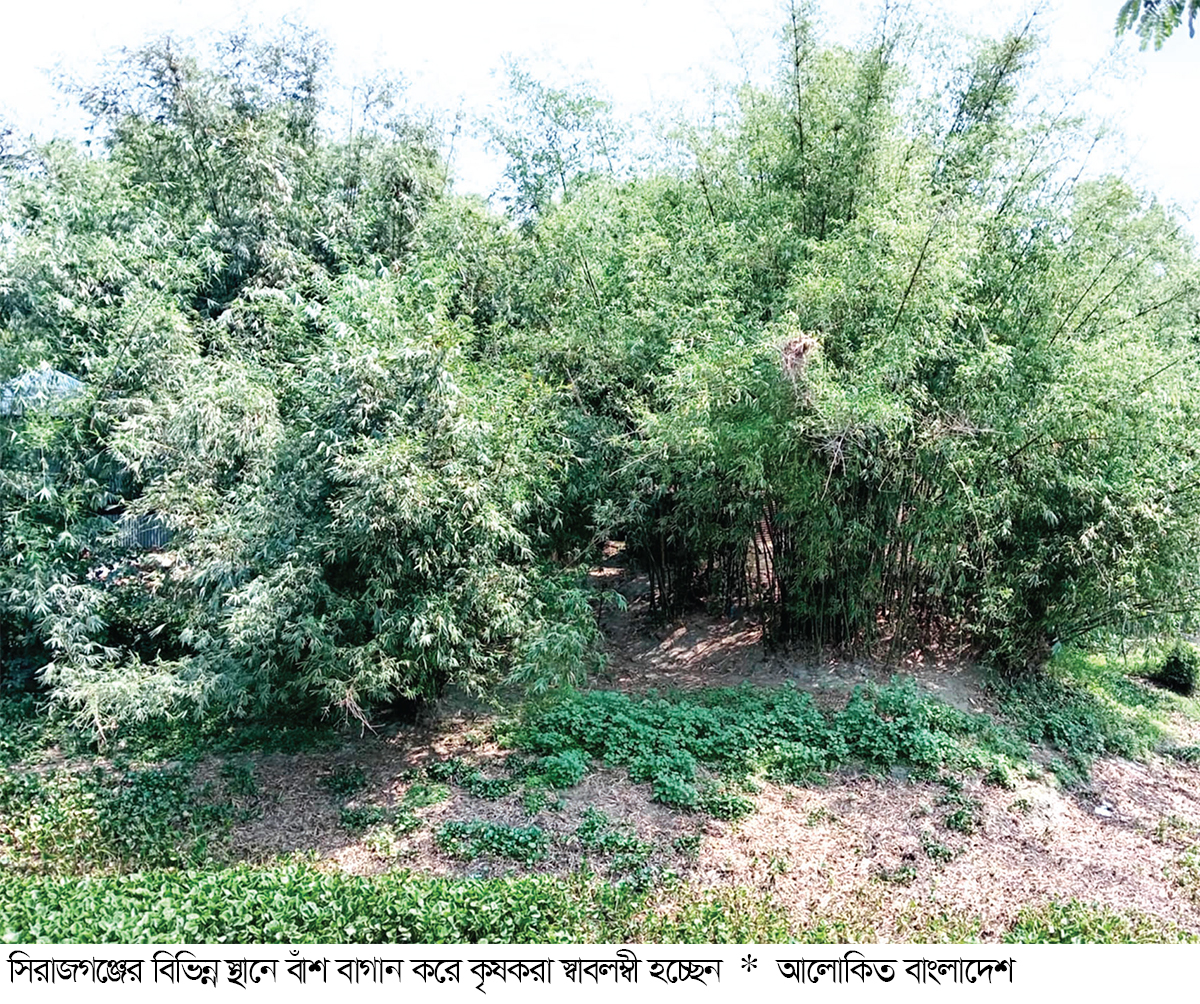 বাঁশ বাগানে সচ্ছলতা