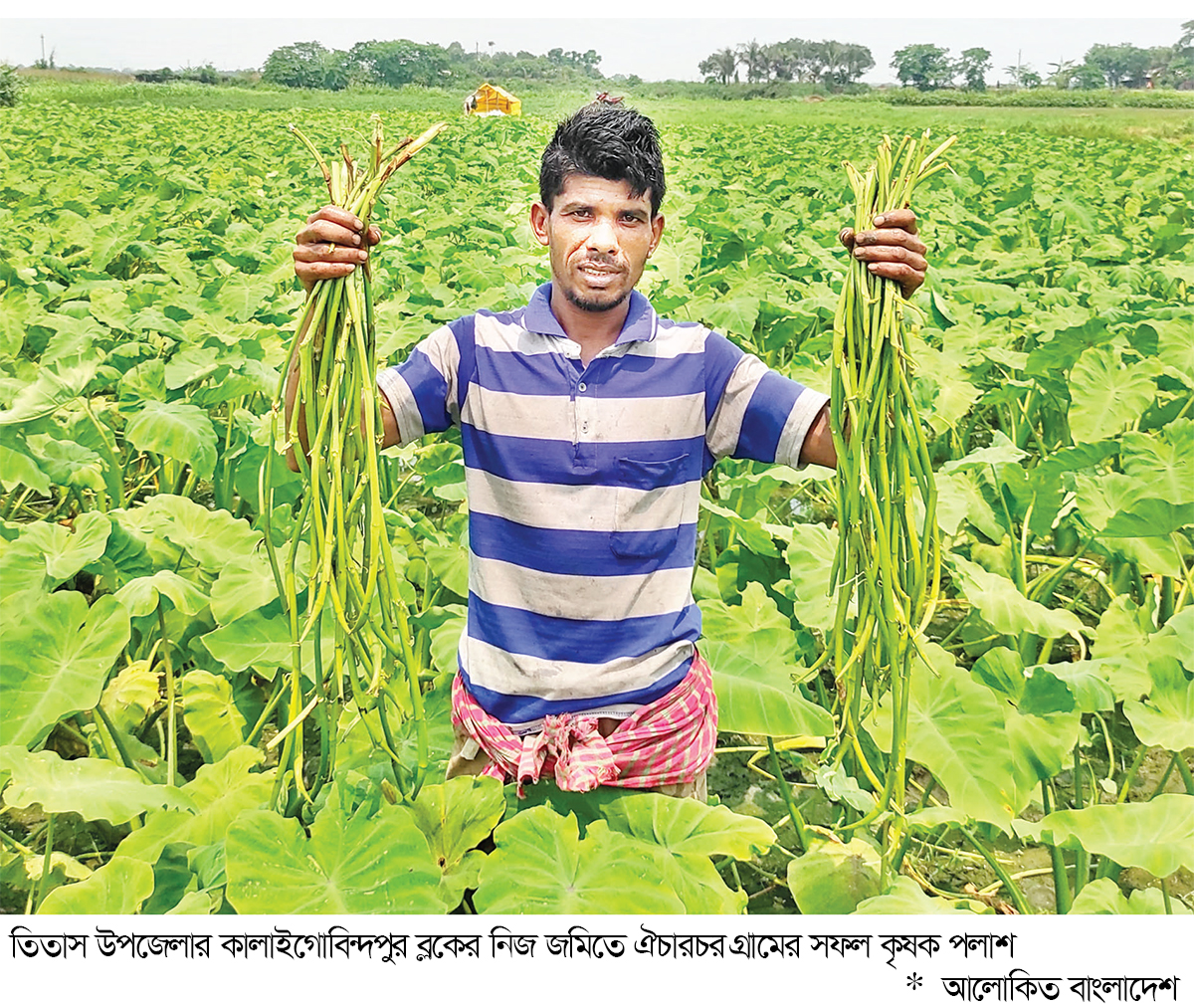 লতিকচু চাষে সাফল্য