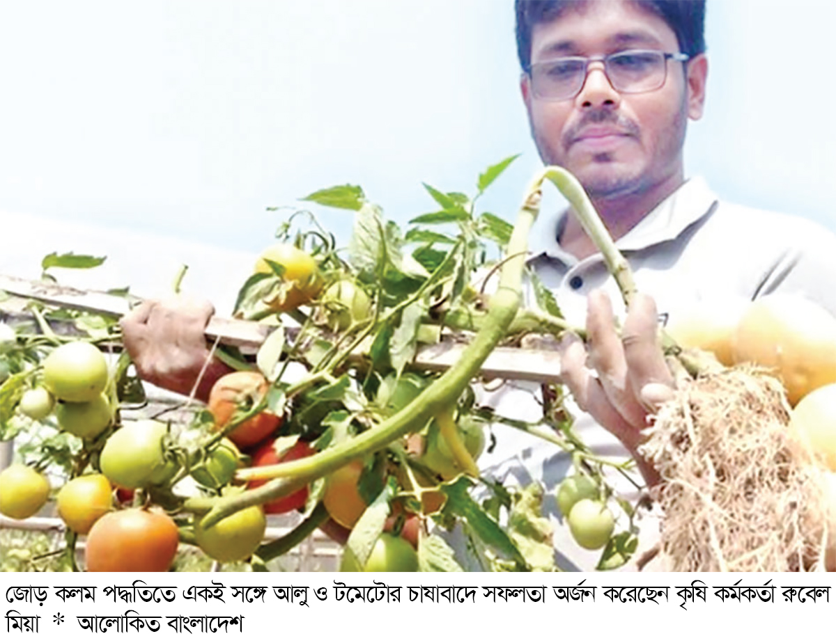 একই গাছে ধরেছে টমেটো-আলু