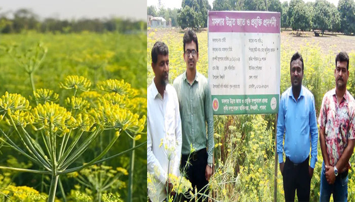 ঈশ্বরদীতে মৌরি চাষে স্বপ্ন দেখছেন আনিসুর