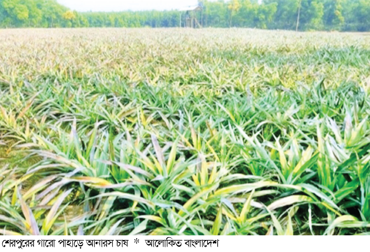 গারো পাহাড়ে আনারস চাষে নতুন সম্ভাবনা