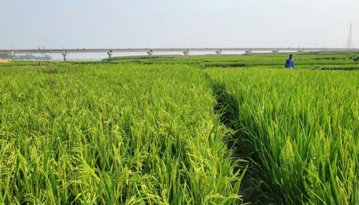 খরস্রোতা ধরলা-বারোমাসিয়া'র বুক-এখন ফসলের মাঠ