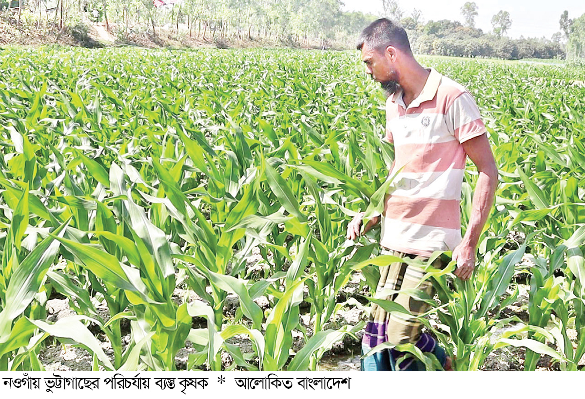 ভুট্টার আবাদ বাড়ছে
