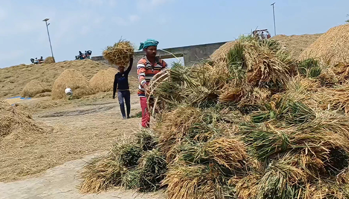কিশোরগঞ্জের হাওরাঞ্চলে বোরো ধান কাটার ধুম