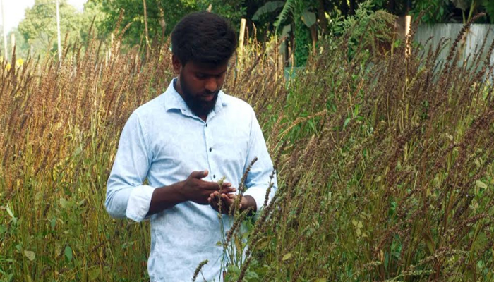 স্বল্প খরচে চিয়া সীড চাষে সফল তরুণ উদ্যোক্তা শিমুল