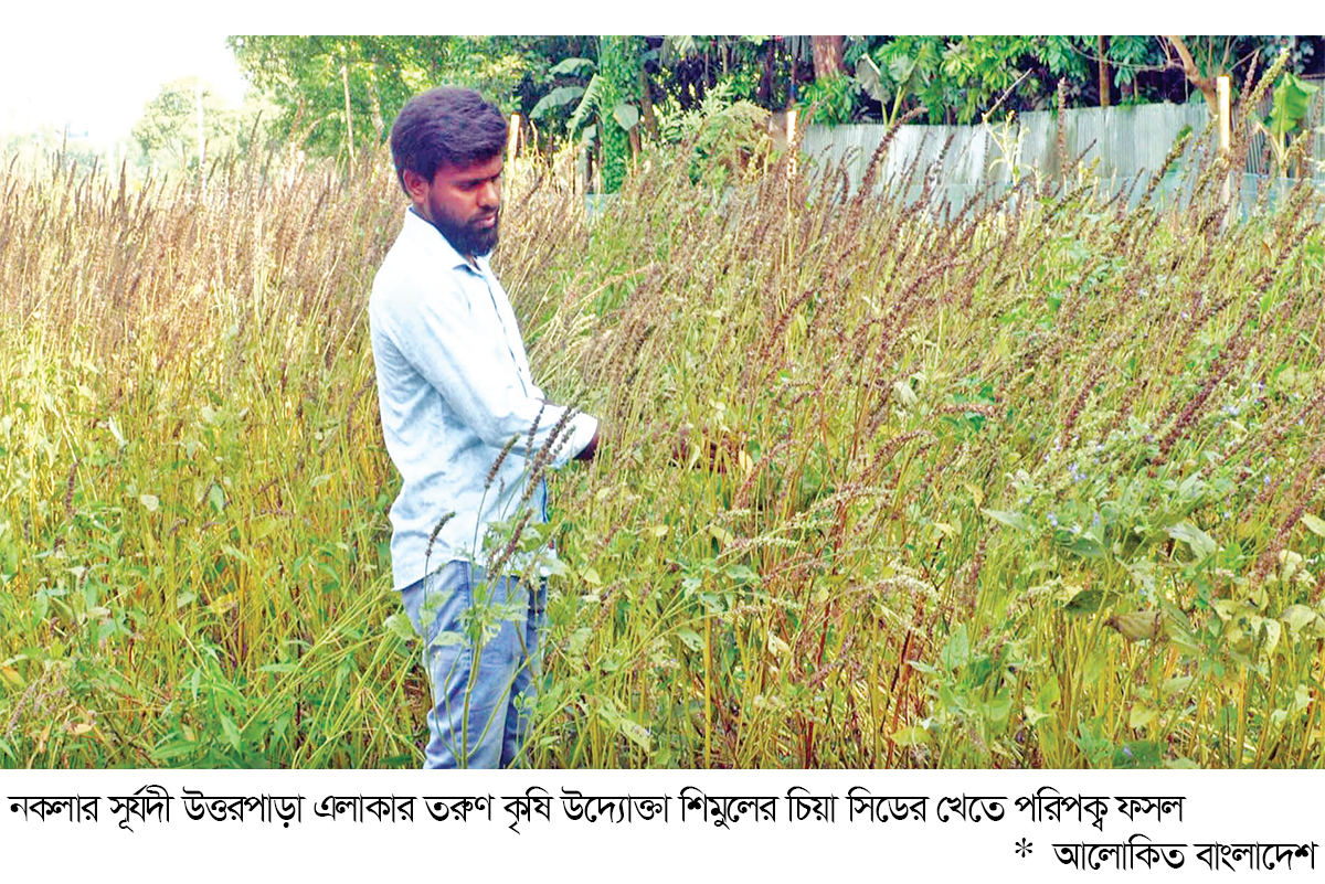 চিয়া সিড চাষে সফল তরুণ উদ্যোক্তা চিয়া সিড চাষে সফল তরুণ উদ্যোক্তা