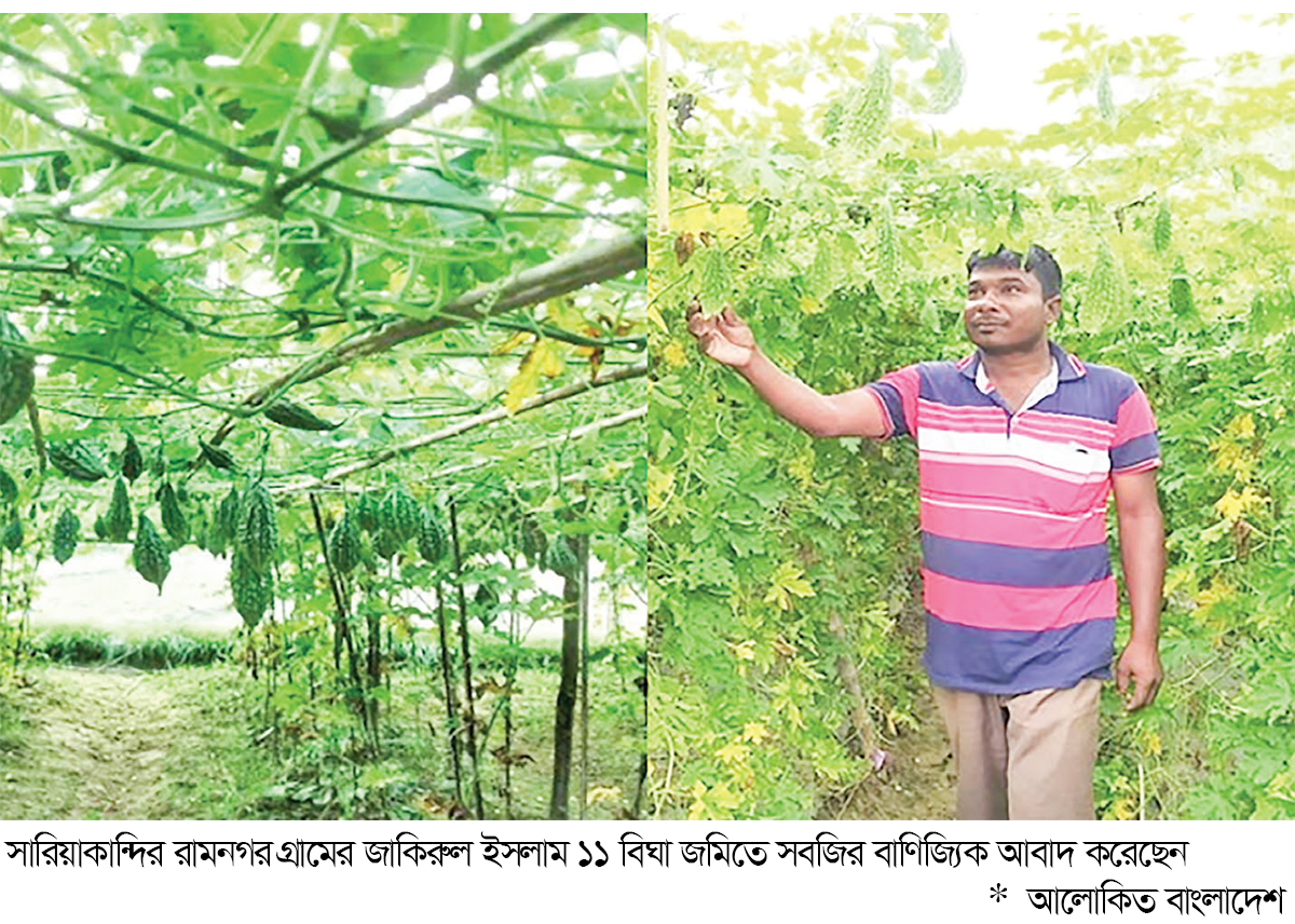 বাণিজ্যিকভাবে সবজি চাষে লাভবান বাণিজ্যিকভাবে সবজি চাষে লাভবান