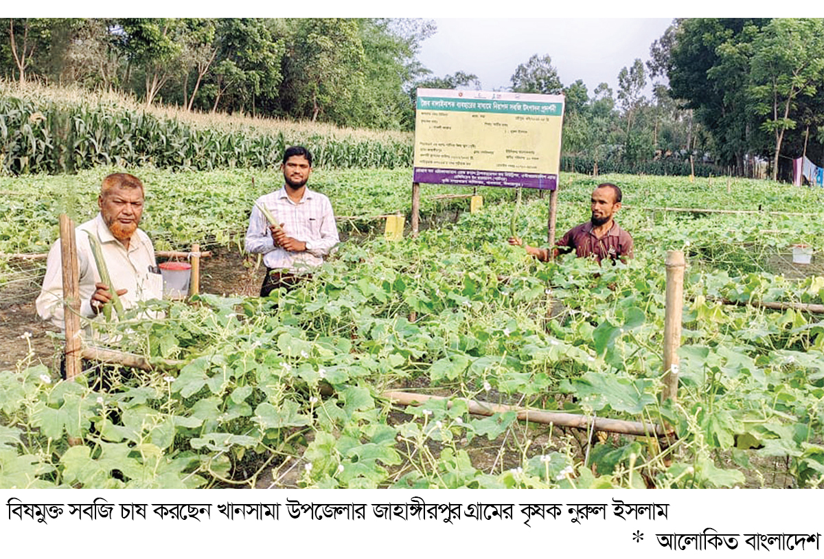 বিষমুক্ত সবজি চাষে সাফল্য