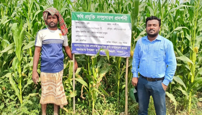 ঈশ্বরদীতে ভুট্টা চাষে ঝুঁকছেন কৃষক