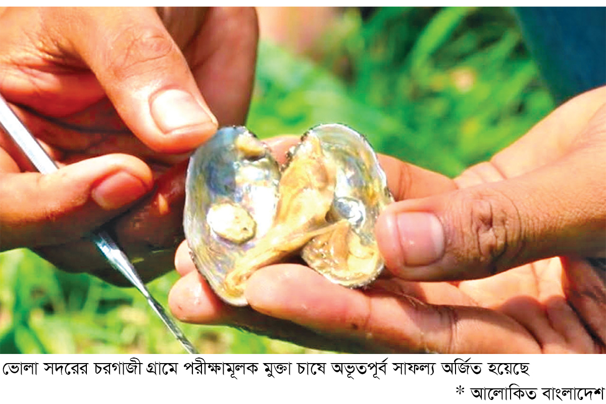 পুকুরে হচ্ছে আন্তর্জাতিক মানের মুক্তা চাষ পুকুরে হচ্ছে আন্তর্জাতিক মানের মুক্তা চাষ