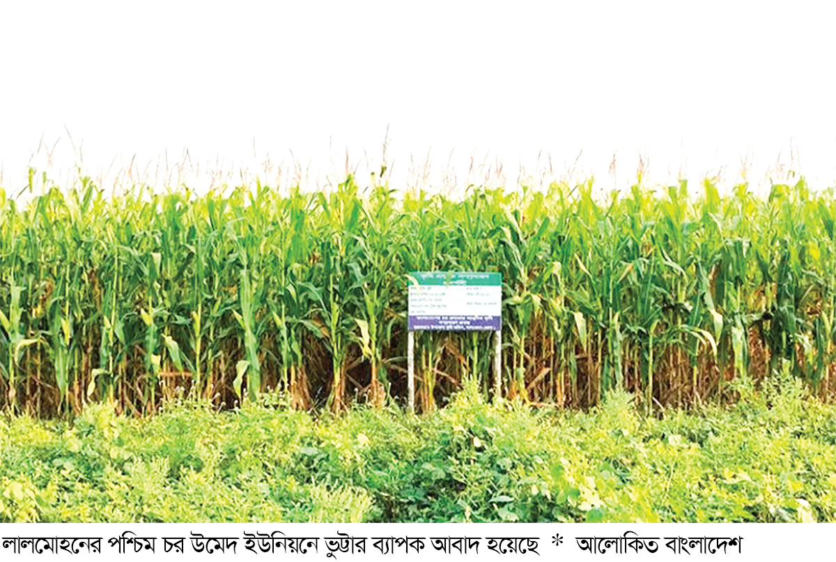 ভুট্টার বাম্পার ফলনে খুশি কৃষক