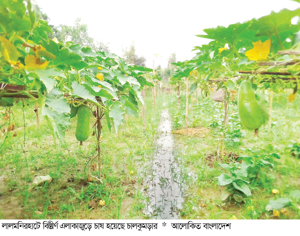 চালকুমড়া চাষে সাফল্য