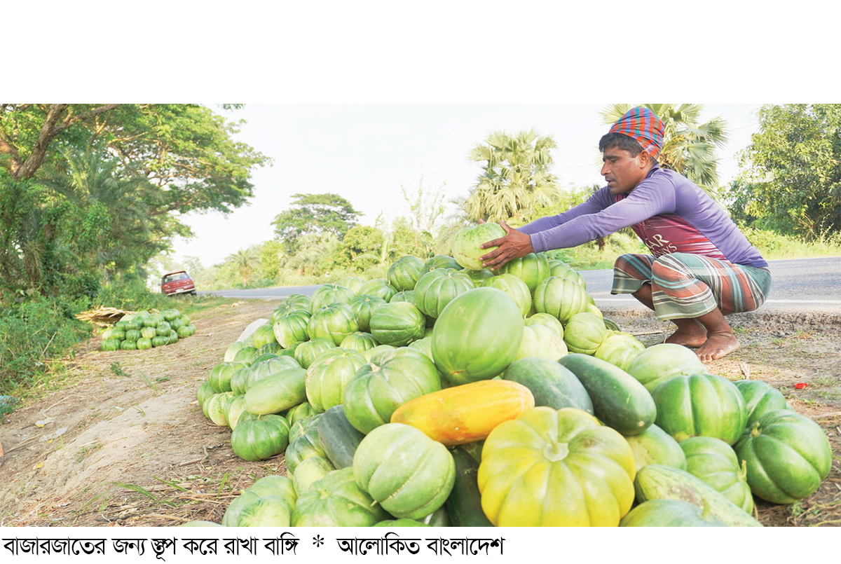 বগুড়ায় বাঙ্গির আবাদ বেড়েছে বগুড়ায় বাঙ্গির আবাদ বেড়েছে