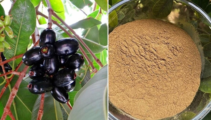 খালি পেটে জামের বীজ খাওয়ার ৫ উপকার খালি পেটে জামের বীজ খাওয়ার ৫ উপকার