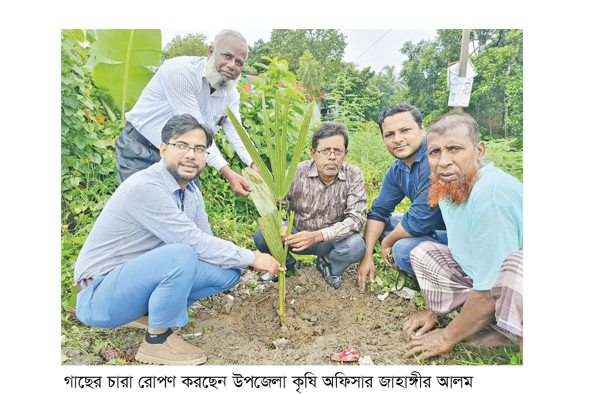 নবীনগরে তালের চারা রোপণ কর্মসূচির উদ্বোধন নবীনগরে তালের চারা রোপণ কর্মসূচির উদ্বোধন