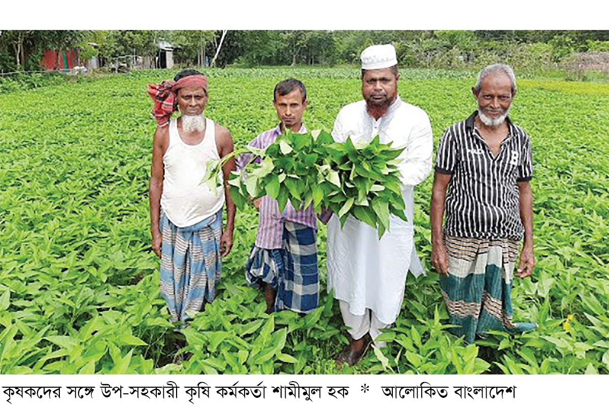 বাহুবলে গিমা কলমি শাক চাষে লাভবান কৃষক বাহুবলে গিমা কলমি শাক চাষে লাভবান কৃষক