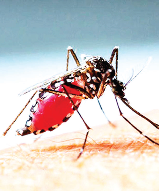 ডেঙ্গুতে মৃত্যু এক, হাসপাতালে ১১৪ ডেঙ্গুতে মৃত্যু এক, হাসপাতালে ১১৪