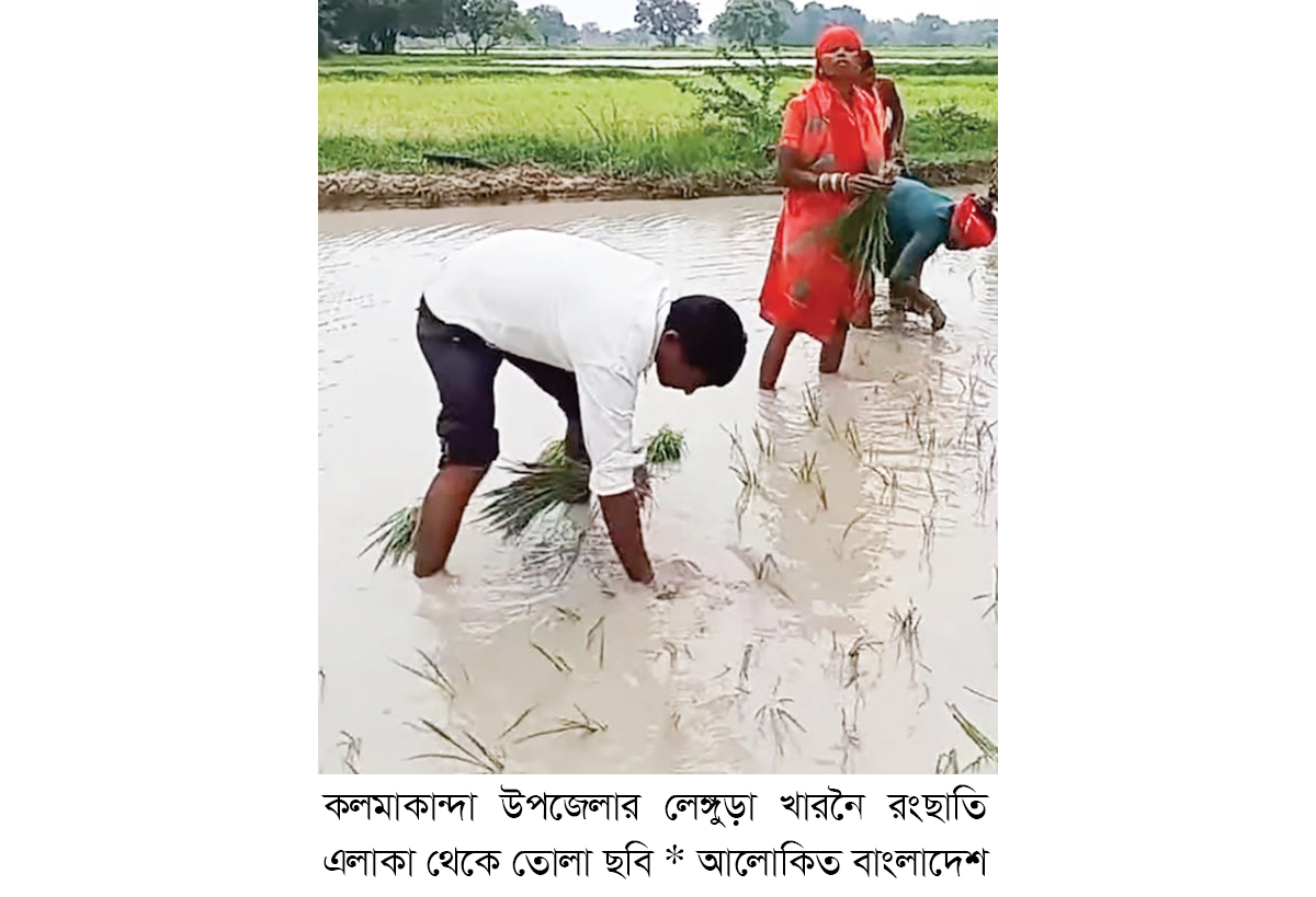 কলমাকান্দা সীমান্তে আমন ধান আবাদ নিয়ে দুশ্চিন্তা কলমাকান্দা সীমান্তে আমন ধান আবাদ নিয়ে দুশ্চিন্তা