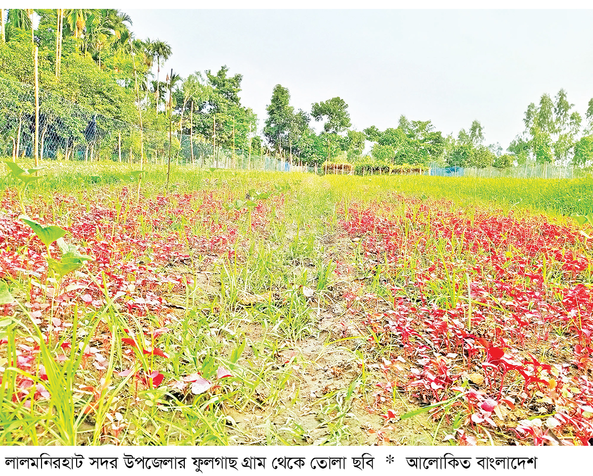 লালমনিরহাটে আগাম সবজি চাষে ব্যস্ত কৃষক লালমনিরহাটে আগাম সবজি চাষে ব্যস্ত কৃষক