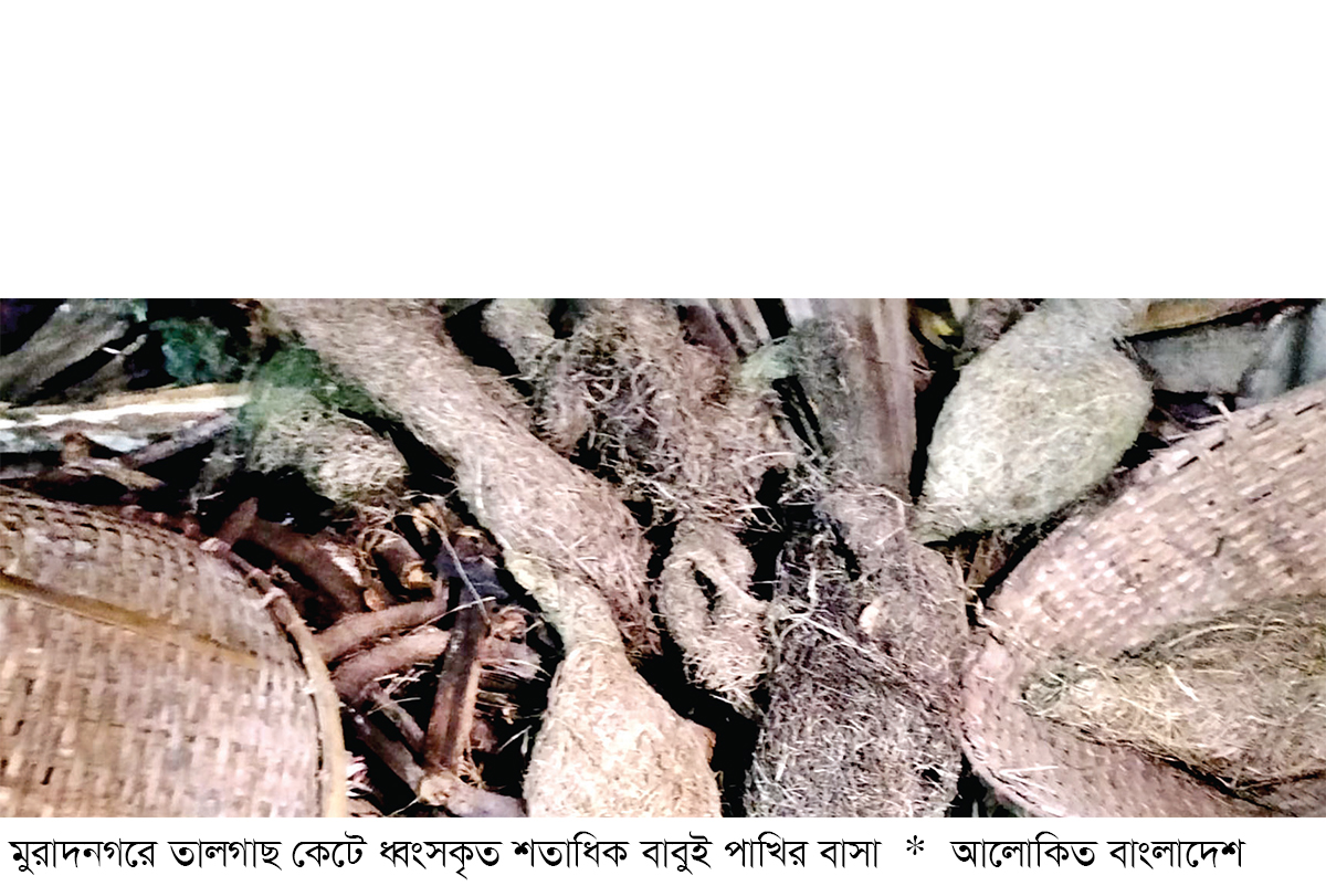 মুরাদনগরে তালগাছ কেটে বাবুই পাখির বাসা ধ্বংসের অভিযোগ মুরাদনগরে তালগাছ কেটে বাবুই পাখির বাসা ধ্বংসের অভিযোগ