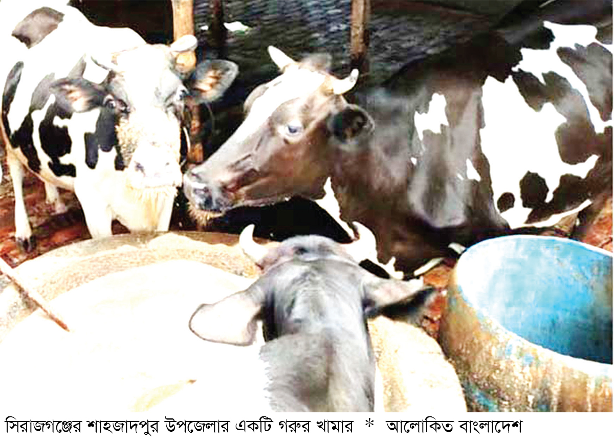 সিরাজগঞ্জে গাভী পালনে ঝুঁকছেন কৃষক ও খামারিরা সিরাজগঞ্জে গাভী পালনে ঝুঁকছেন কৃষক ও খামারিরা