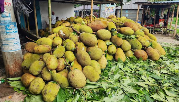 জমে উঠেছে ঈশ্বরদীর সুস্বাদু কাঁঠালের হাট জমে উঠেছে ঈশ্বরদীর সুস্বাদু কাঁঠালের হাট