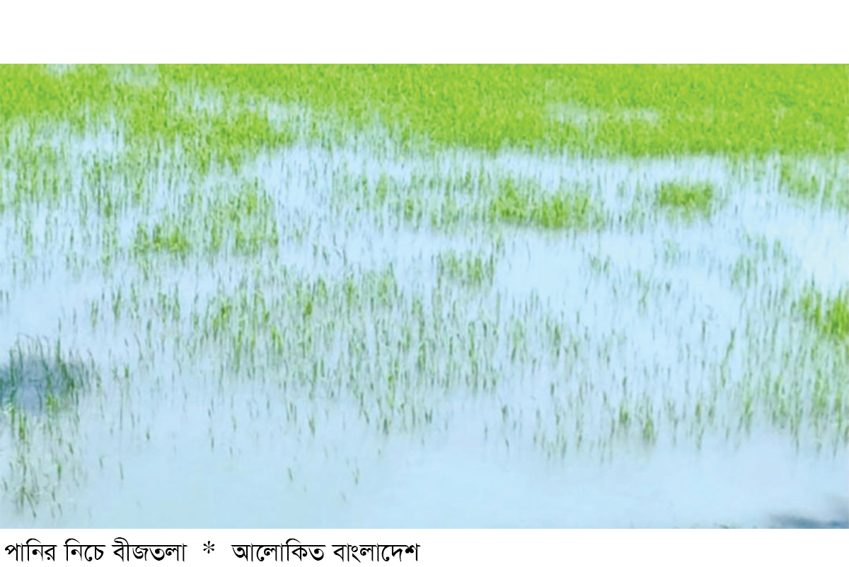 সুন্দরবন উপকূলে ভারী বৃষ্টিতে আমনের বীজতলা নষ্ট সুন্দরবন উপকূলে ভারী বৃষ্টিতে আমনের বীজতলা নষ্ট