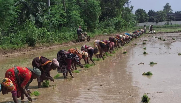 দিনাজপুরে আমন ধান রোপণে ব্যস্ত চাষিরা