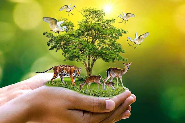 প্রাণীর সুরক্ষায় নির্দেশনা প্রাণীর সুরক্ষায় নির্দেশনা