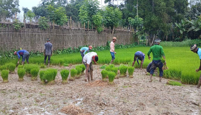 নকলায় আমন আবাদের লক্ষ্যমাত্রা ১৩,১১১ হেক্টর, ব্যস্ত কৃষকরা