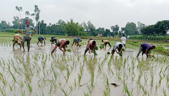 ঠাকুরগাঁওয়ে বৃষ্টি নেই, স্যালো চালিয়ে আমণ রক্ষা কৃষকদের
