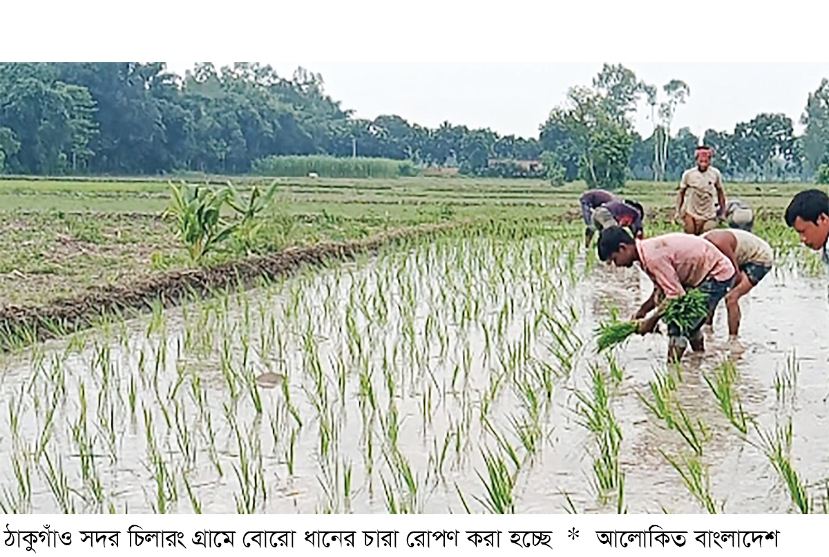 ঠাকুরগাঁওয়ের আমন রোপণে খরচ বেড়েছে ঠাকুরগাঁওয়ের আমন রোপণে খরচ বেড়েছে