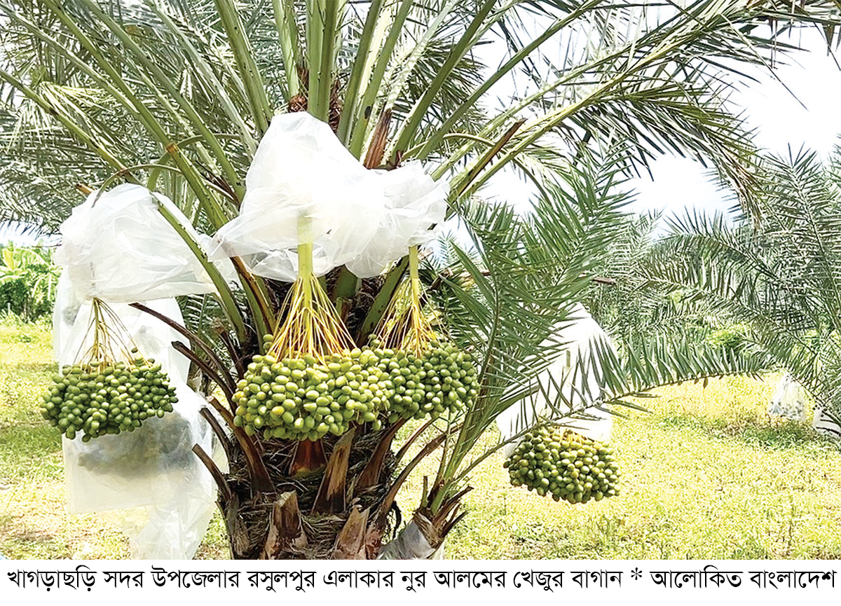 খাগড়াছড়ির পাহাড়ে মরুভূমির খেজুর চাষে অভাবনীয় সাফল্য খাগড়াছড়ির পাহাড়ে মরুভূমির খেজুর চাষে অভাবনীয় সাফল্য