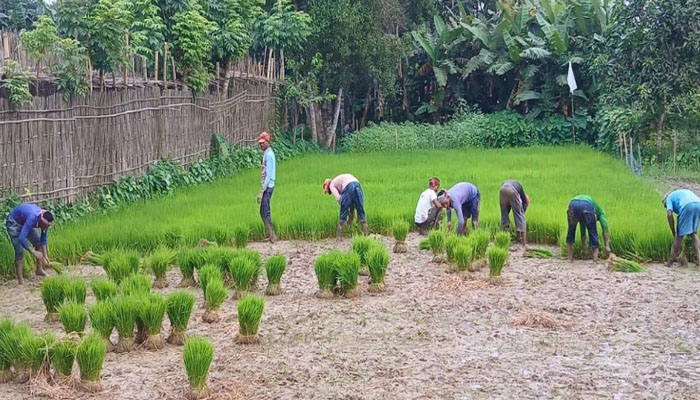 নকলায় আমনের চারা রোপণে ব্যস্ত কৃষক, লক্ষ্যমাত্রা ১৩ হাজার হেক্টর