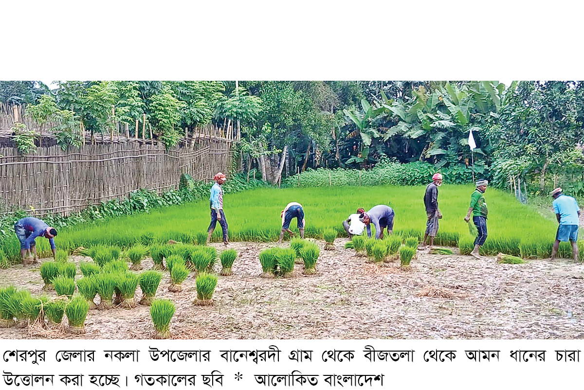 নকলায় আমনের চারা রোপণে ব্যস্ত কৃষক নকলায় আমনের চারা রোপণে ব্যস্ত কৃষক