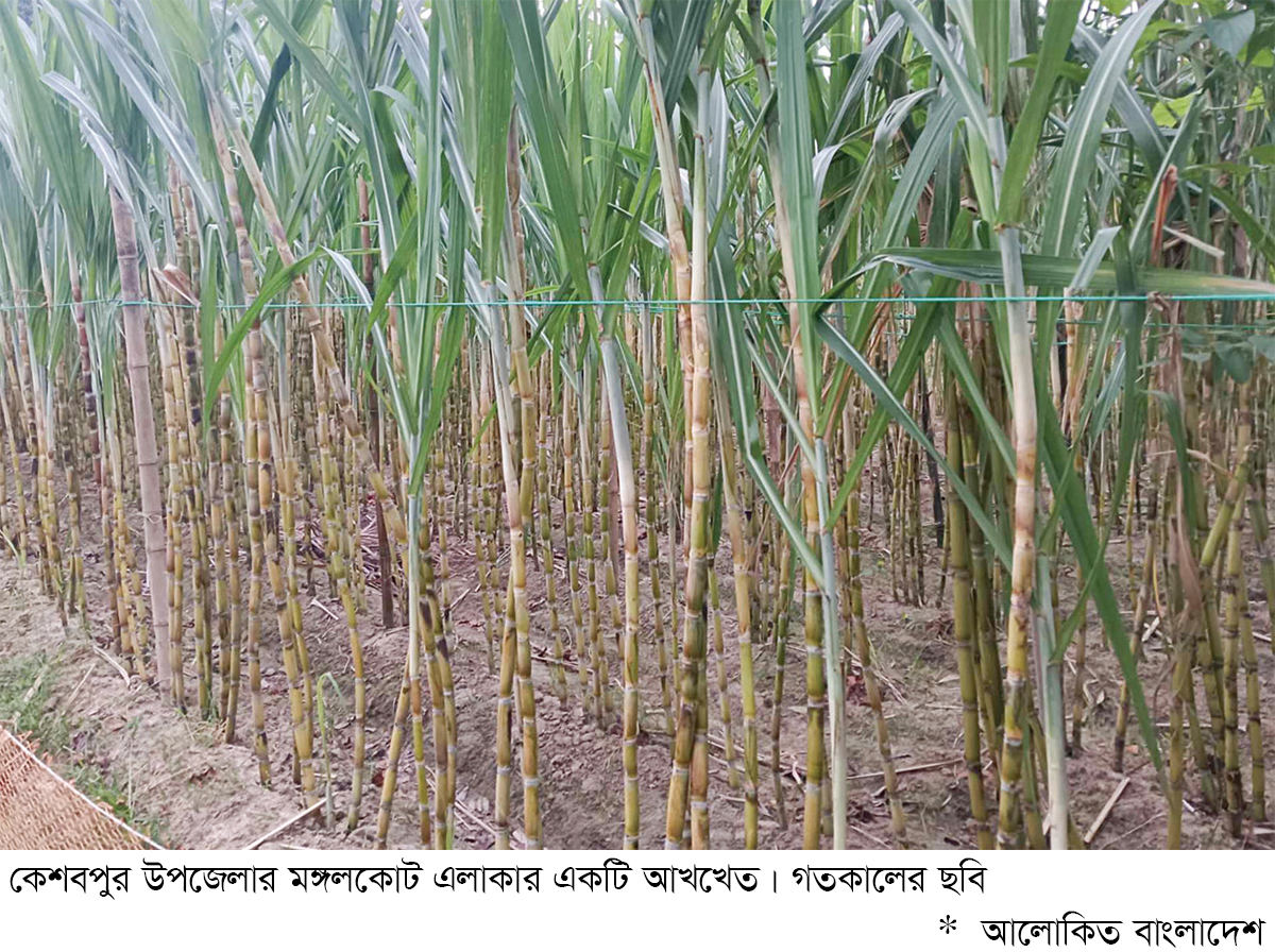 কেশবপুরে আখের বাম্পার ফলন কেশবপুরে আখের বাম্পার ফলন