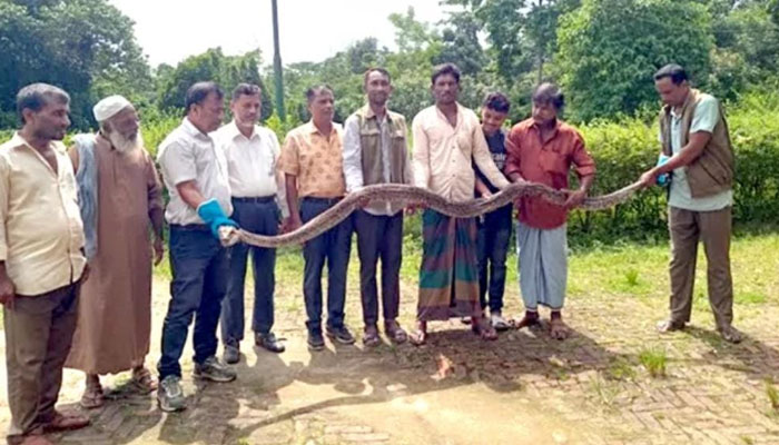 রামুতে লোকালয় থেকে ১৫ ফুট লম্বা অজগর উদ্ধার রামুতে লোকালয় থেকে ১৫ ফুট লম্বা অজগর উদ্ধার