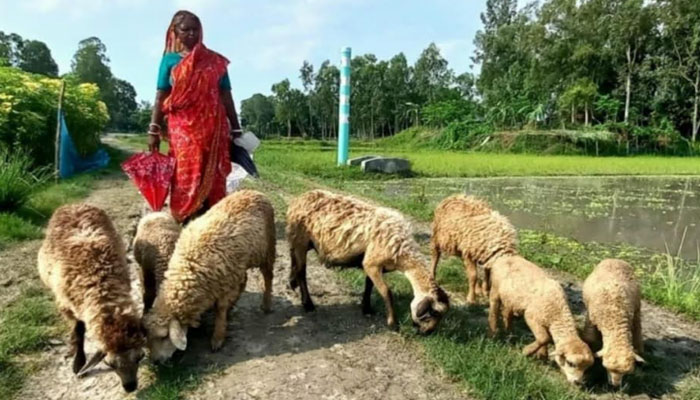সিরাজগঞ্জে ভেড়া পালনে স্বাবলম্বী হচ্ছেন সুনতী মাহাতো সিরাজগঞ্জে ভেড়া পালনে স্বাবলম্বী হচ্ছেন সুনতী মাহাতো