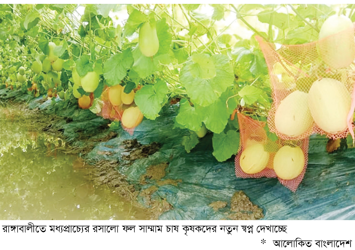 উপকূলীয় পরিত্যক্ত জমিতে সাম্মাম চাষে স্বপ্ন পূরণ উপকূলীয় পরিত্যক্ত জমিতে সাম্মাম চাষে স্বপ্ন পূরণ