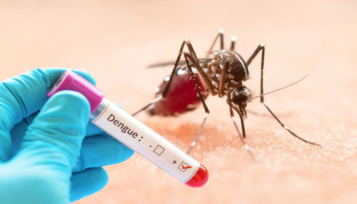 ডেঙ্গুতে আরও ৩ জনের মৃত্যু, একদিনে হাসপাতালে ভর্তি ৩১৯ ডেঙ্গুতে আরও ৩ জনের মৃত্যু, একদিনে হাসপাতালে ভর্তি ৩১৯