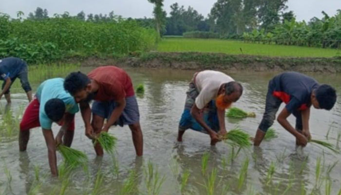 সিরাজগঞ্জে রোপা আমন চাষে ব্যস্ত সময় পার করছে কৃষক সিরাজগঞ্জে রোপা আমন চাষে ব্যস্ত সময় পার করছে কৃষক