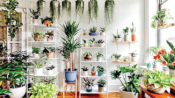 সবুজের ছোঁয়া সবুজের ছোঁয়া