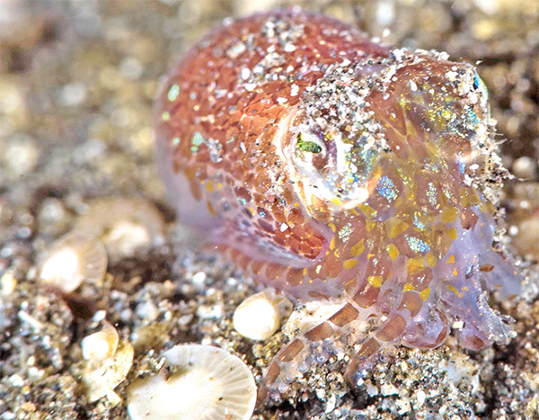 সাগরতলে আলো জ্বলে সাগরতলে আলো জ্বলে