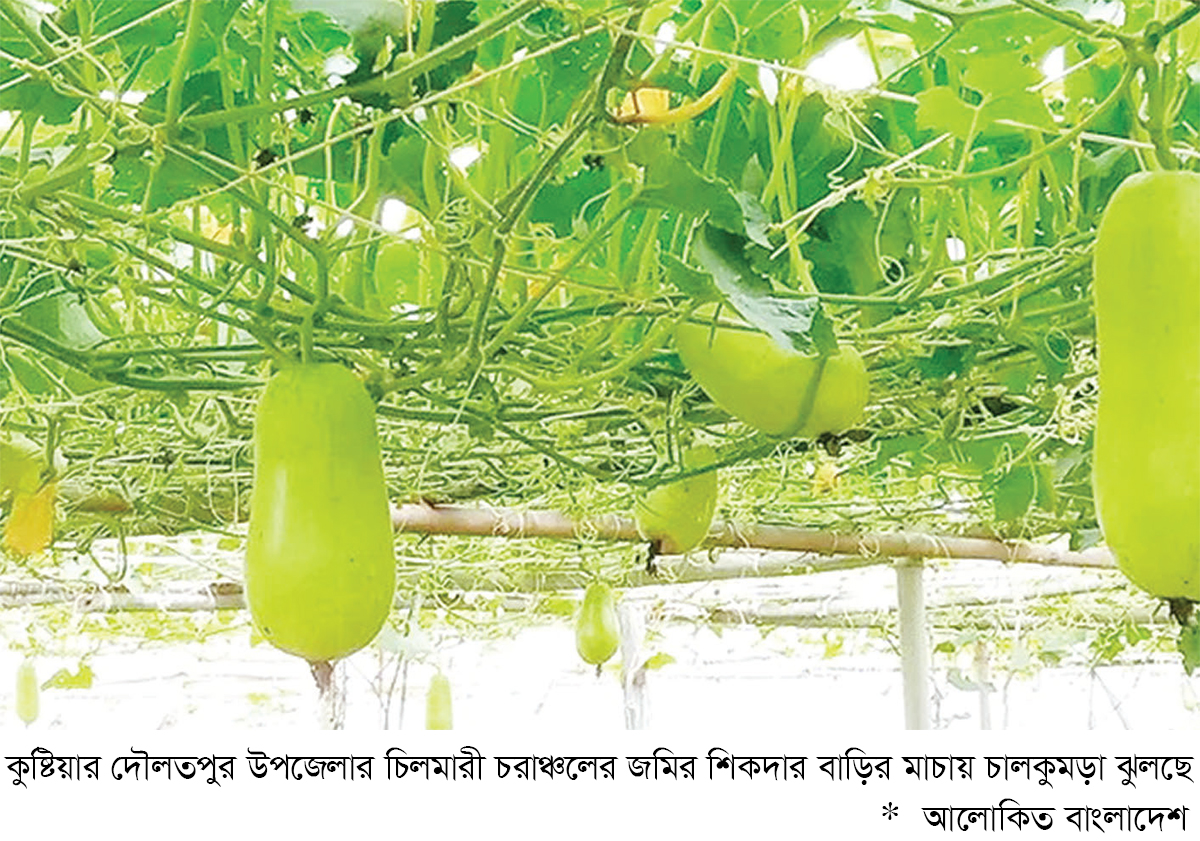 কুষ্টিয়ার চরাঞ্চলে চালকুমড়া চাষে স্বাবলম্বী হচ্ছেন কৃষকরা কুষ্টিয়ার চরাঞ্চলে চালকুমড়া চাষে স্বাবলম্বী হচ্ছেন কৃষকরা