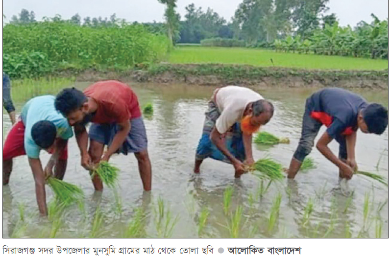 সিরাজগঞ্জে রোপা আমন চাষে ব্যস্ত সময় পার করছেন কৃষক সিরাজগঞ্জে রোপা আমন চাষে ব্যস্ত সময় পার করছেন কৃষক