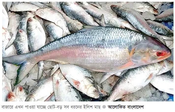 ভরা মৌসুমেও নাগালের বাইরে ইলিশের দাম ভরা মৌসুমেও নাগালের বাইরে ইলিশের দাম