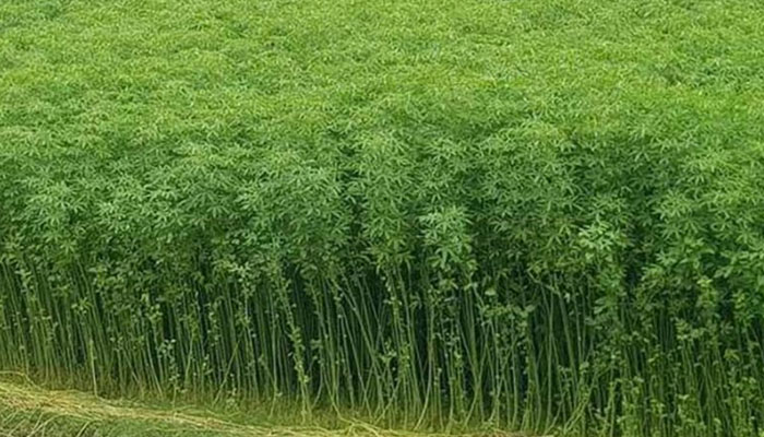 সিরাজগঞ্জে পাটের বাম্পার ফলন, কৃষকের মুখে হাসি