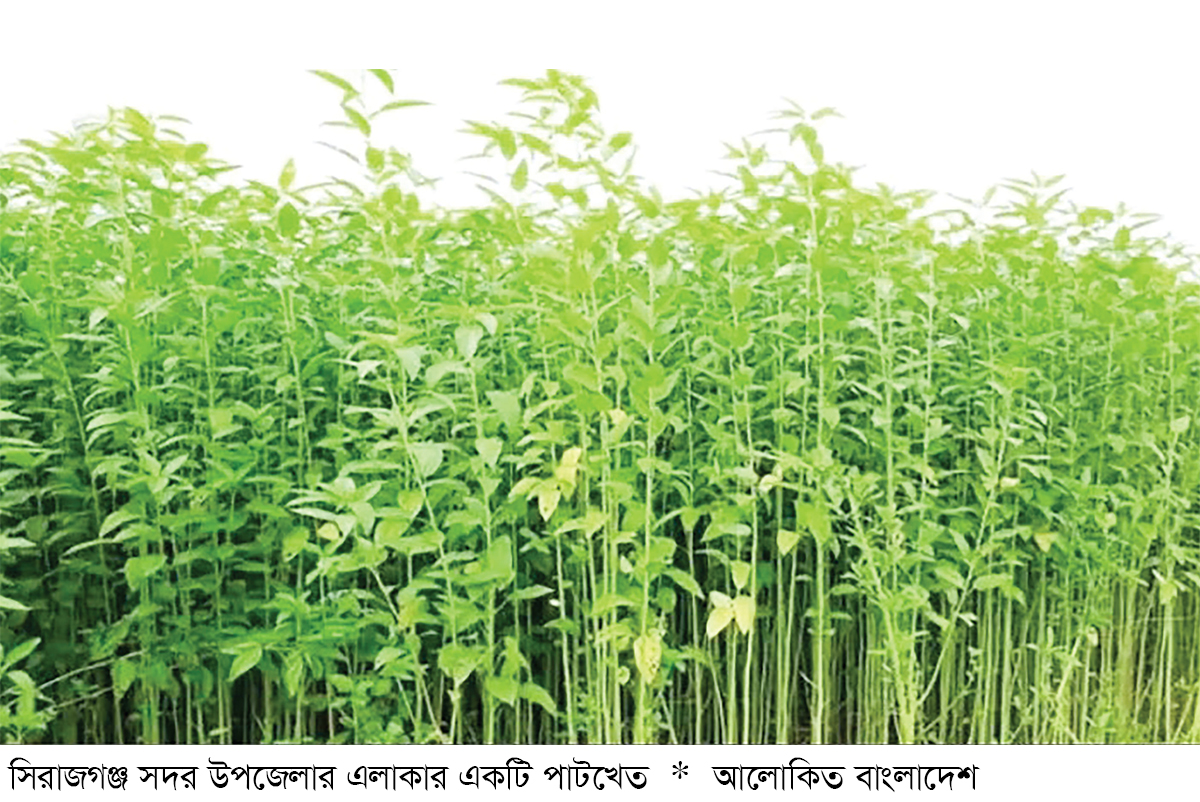 সিরাজগঞ্জে পাটের ফলনে কৃষক খুশি সিরাজগঞ্জে পাটের ফলনে কৃষক খুশি